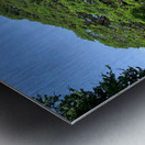 Giant Raintree 1 Metal print