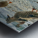 Ducks on the Beach Metal print