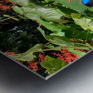 The Blue Butterfly Metal print