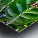 Caterpillar on a Leaf Metal print