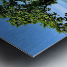 Tree in the Curve Metal print