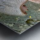 Hippos Teeth Metal print