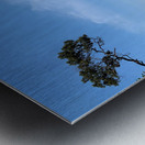 Tree Growing Right Metal print