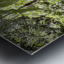 Kabili Sepilok Forest Reserve Orangutans 1 Metal print