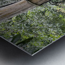 Kabili Sepilok Forest Reserve Orangutans 2 Metal print