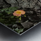 The Black Wall and the Orange Flower Jeju Korea Metal print