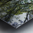 Trees Roots Jeju South Korea Metal print