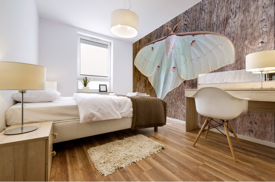 White Butterfly Mural print