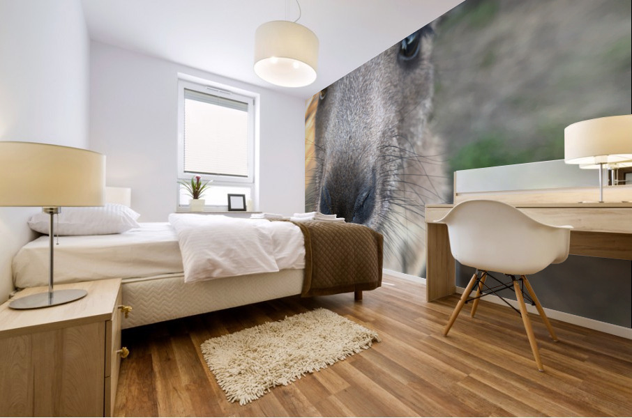 Kangaroo Close Up Mural print