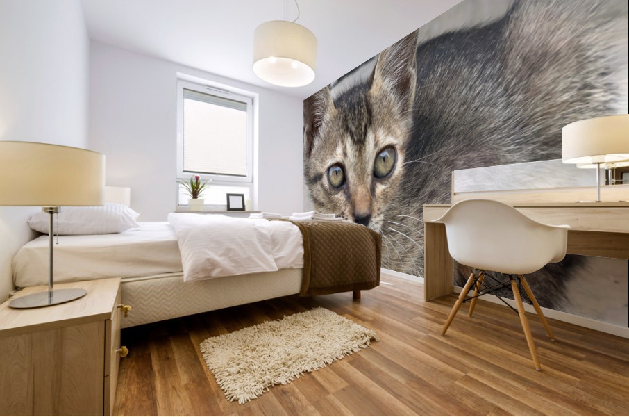 Cute kitty 2 Mural print