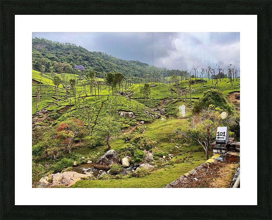 101 Tea Plantations Picture Frame print