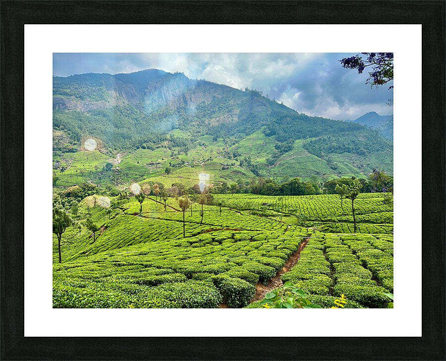Tea Plantations 2 Picture Frame print