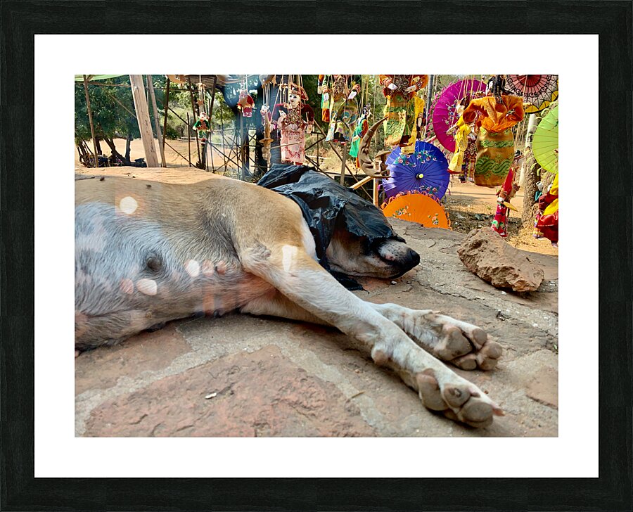Doggie Afternoon Nap Picture Frame print