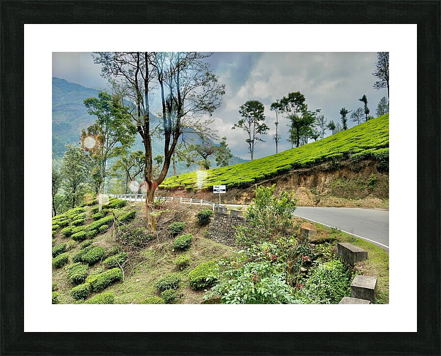 Drive Through Tea Plantations Picture Frame print