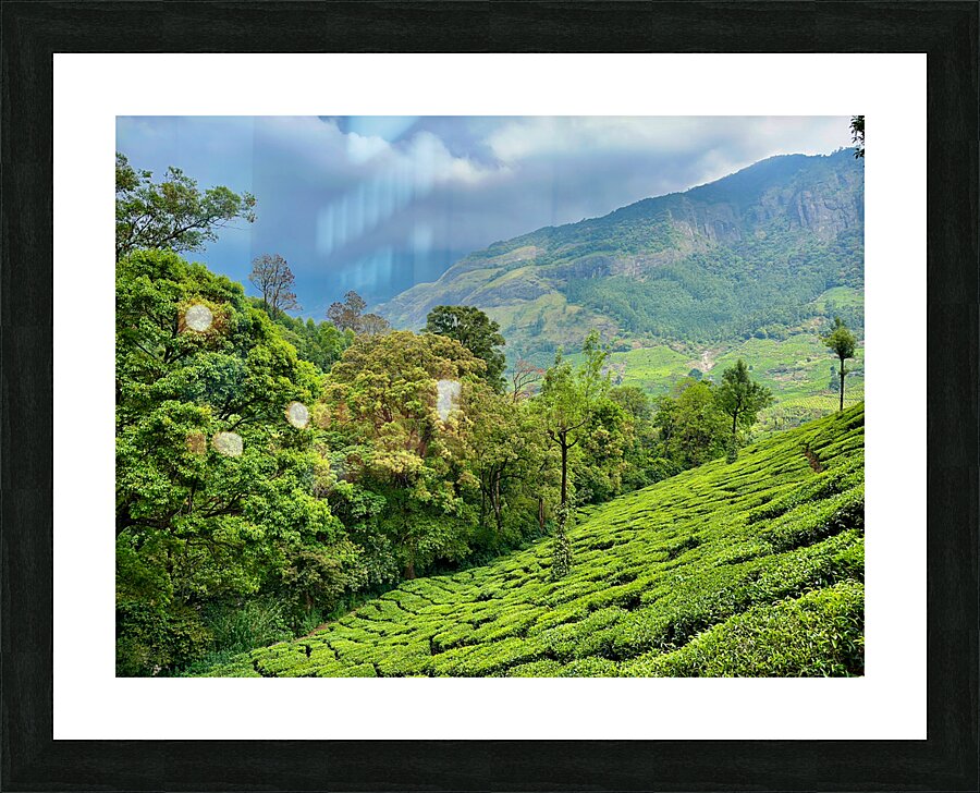 Tea Plantations 1 Picture Frame print