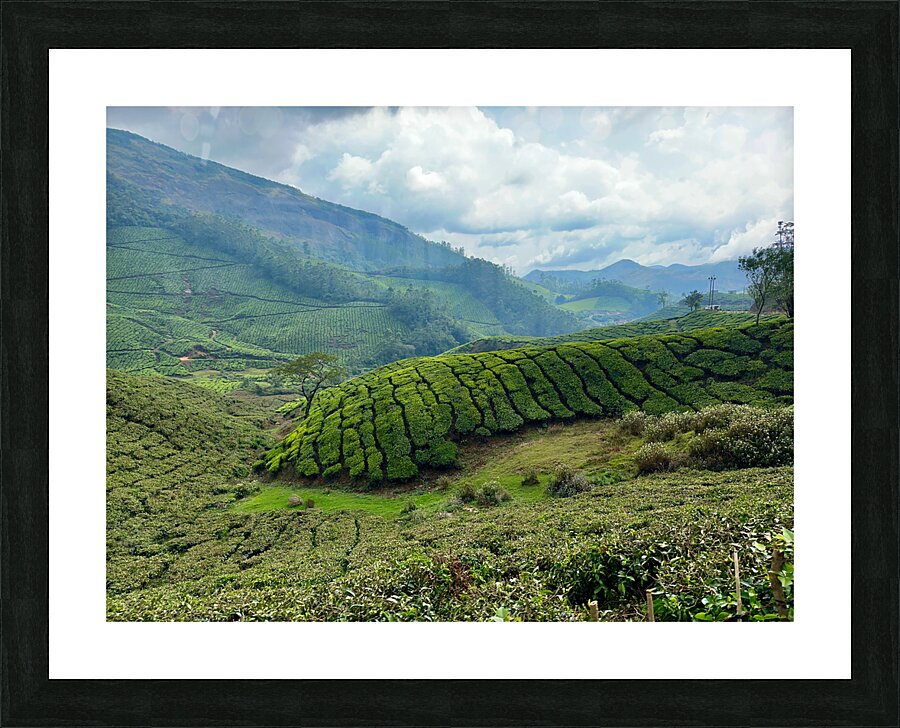 Tea Plantations 4 Picture Frame print
