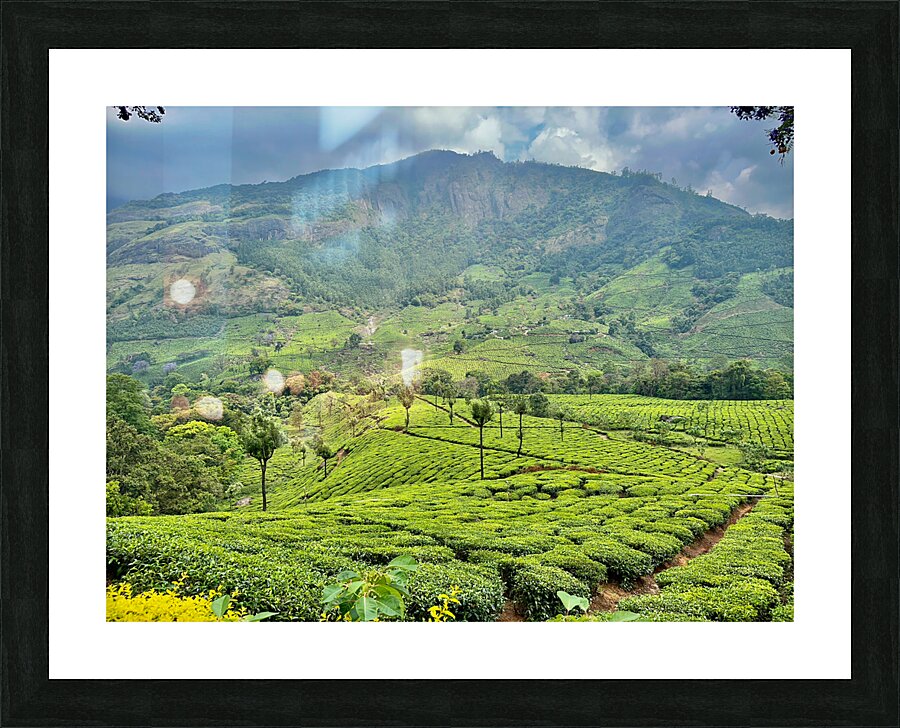 Tea Plantations 3 Picture Frame print
