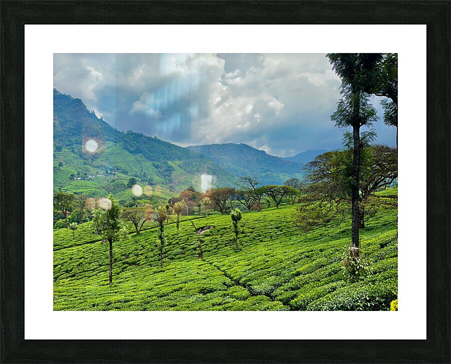 Tea Plantation Wonders Picture Frame print