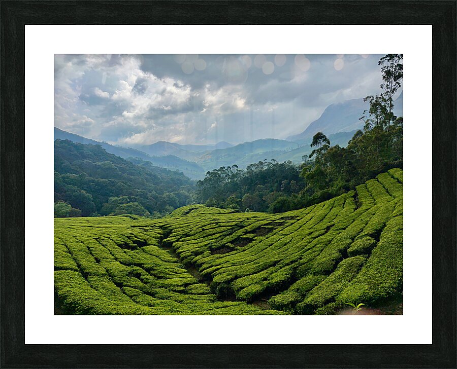 Tea Plantations 5 Picture Frame print