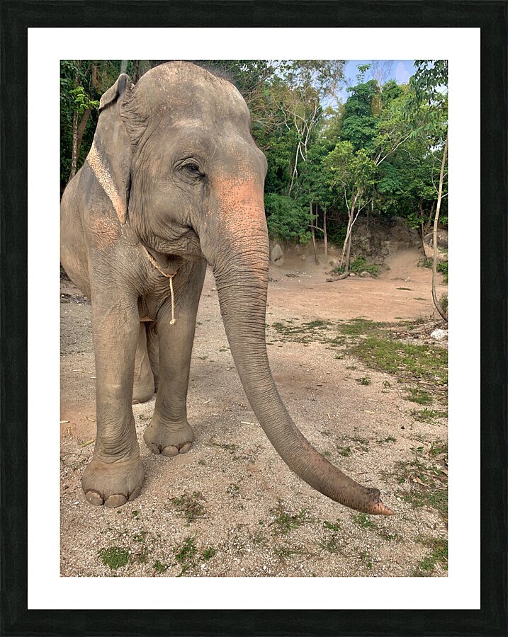 Elephant Trunk Sideways Picture Frame print