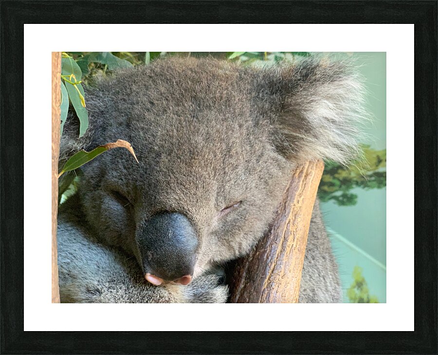 Sleep Well Koala Picture Frame print