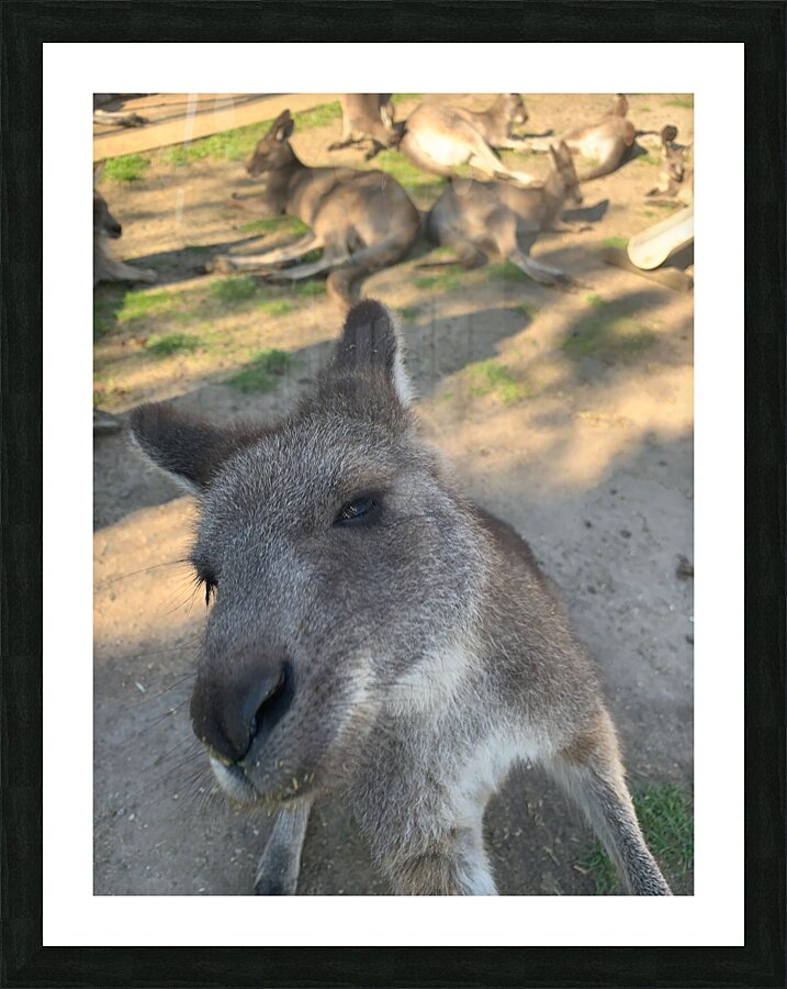 Kangaroo Selfie Picture Frame print