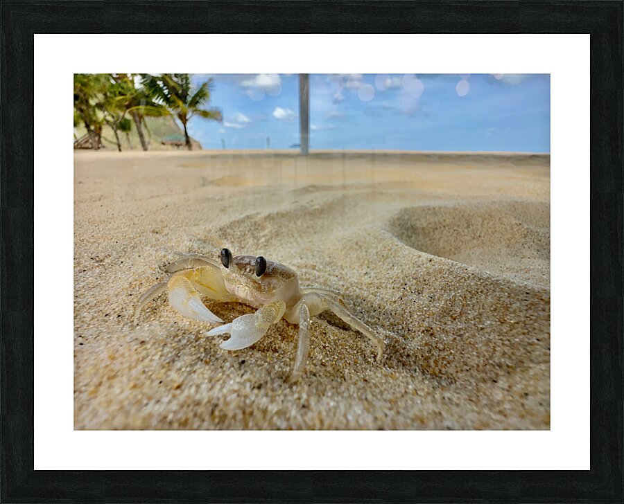 White Crab on the Beach Picture Frame print