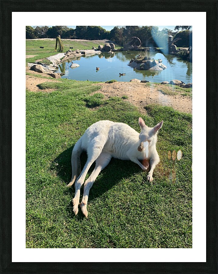 White Kangaroo Chilling Picture Frame print