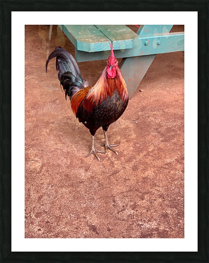Rooster by the Table Picture Frame print