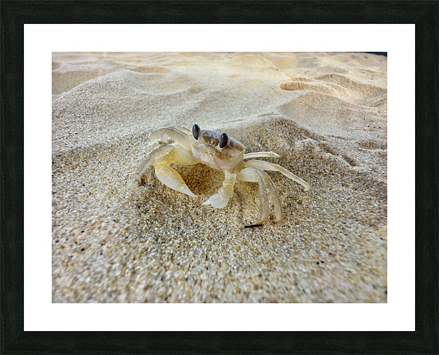 Crab on the Beach 2 Impression et Cadre photo