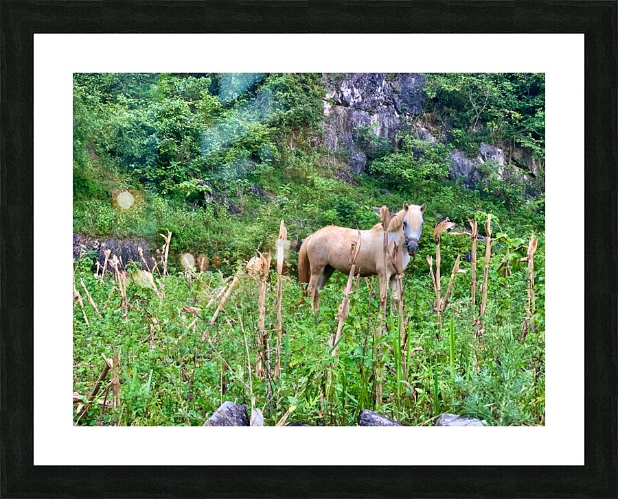 Wild Horse in the Field Picture Frame print