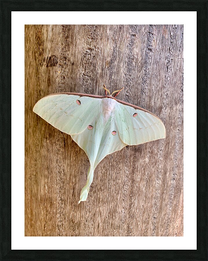 White Butterfly Picture Frame print