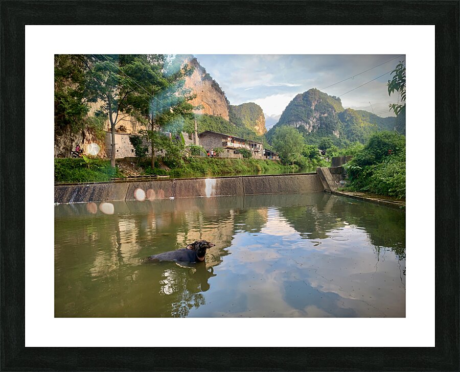 Water Buffalo Bathing Picture Frame print