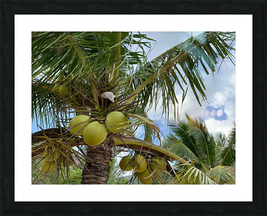 Cocunuts in the sky Picture Frame print