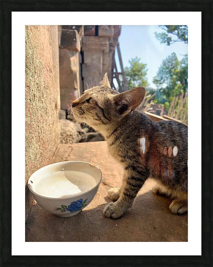 Cat Dreaming of the Future Picture Frame print