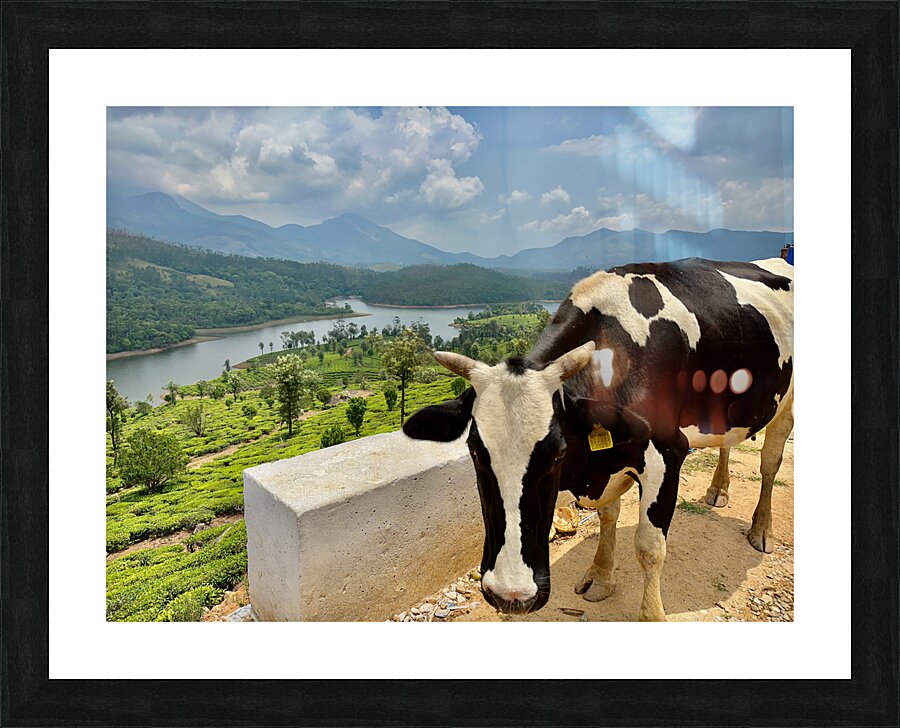 Cow with a View Picture Frame print