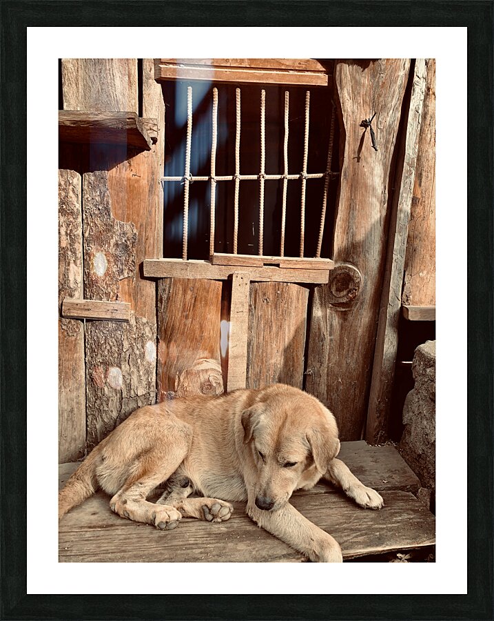 Doggy in Jail Picture Frame print