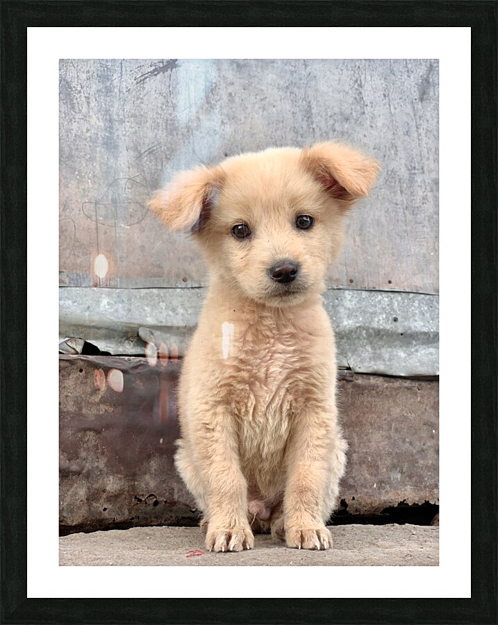 Cutest Puppy Ever Posing Picture Frame print