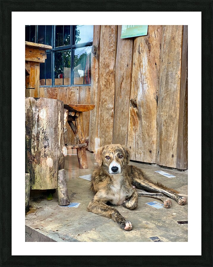 Dog Waiting Picture Frame print