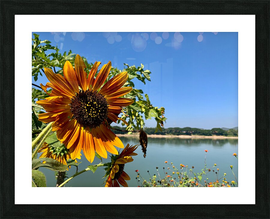 Sunflower View Picture Frame print