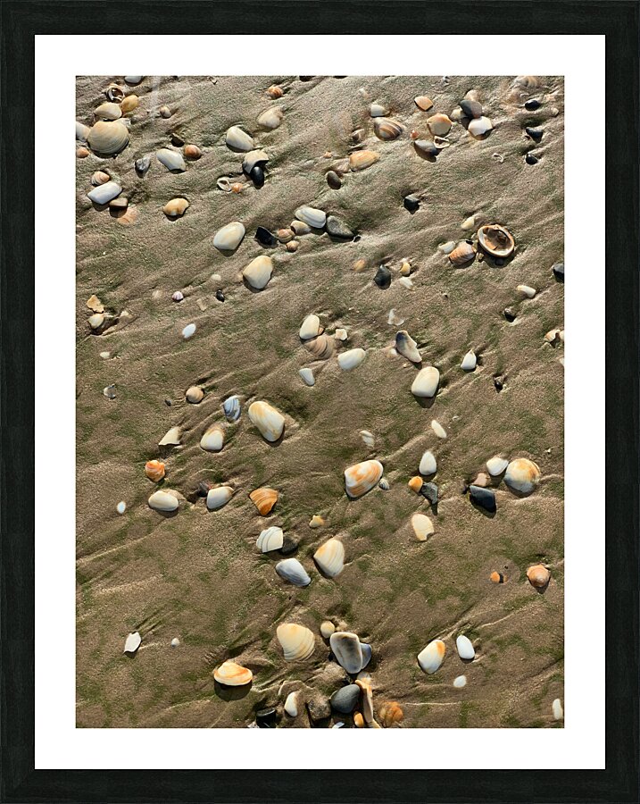 Seashells in the Sand Impression et Cadre photo