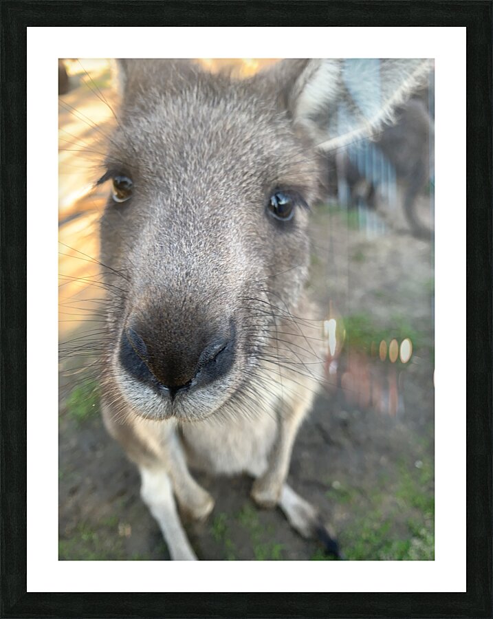 Kangaroo Close Up Picture Frame print