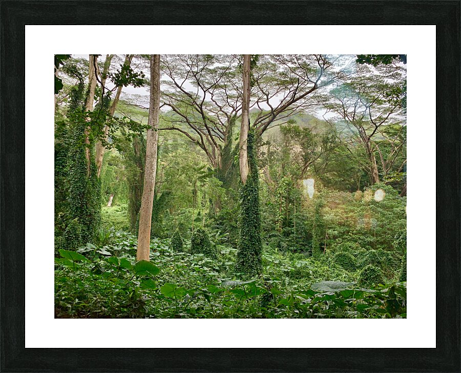 The Canopy Picture Frame print