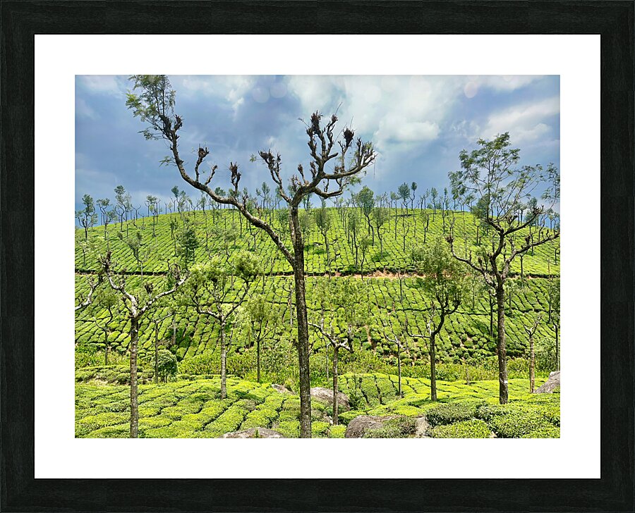 Trees in the Tea Plantations Picture Frame print