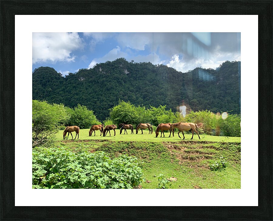Wild horses Picture Frame print