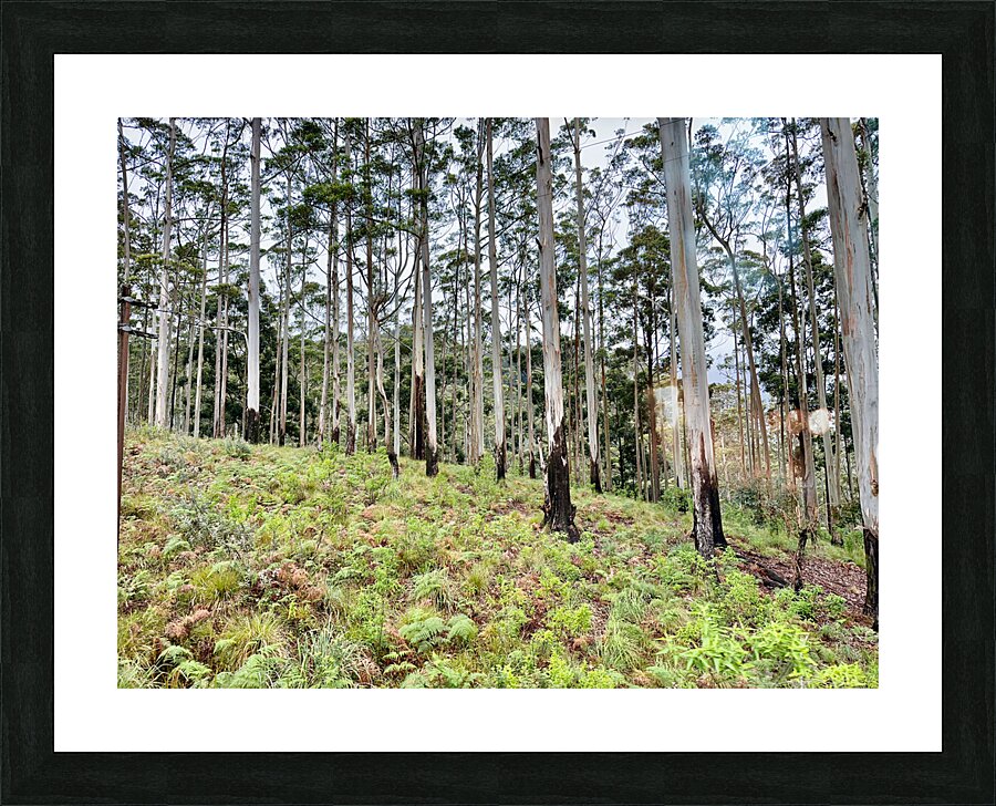 White Trees Picture Frame print