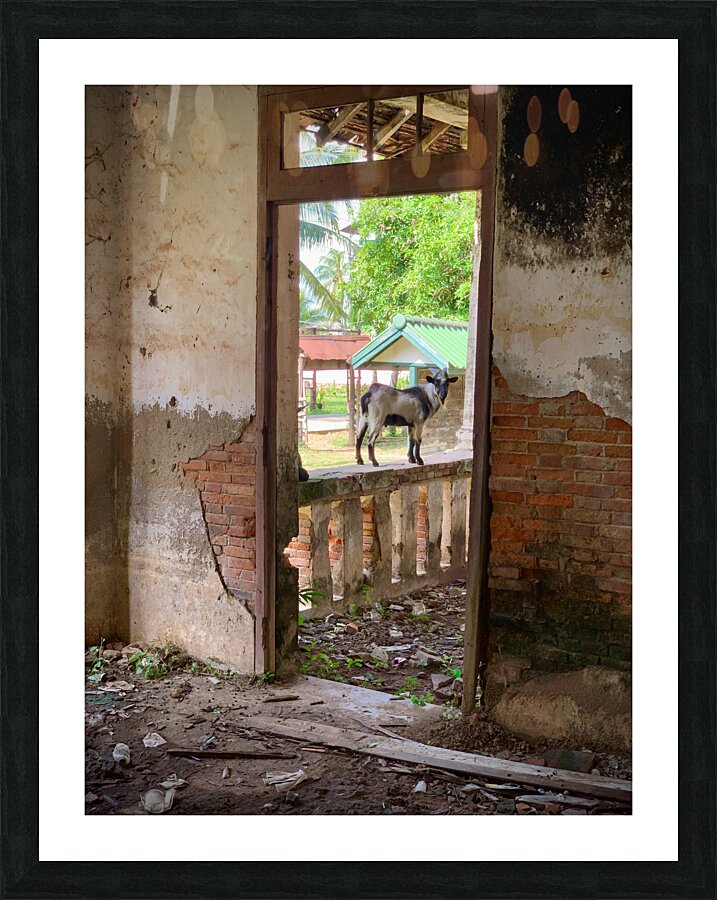 Goat by the Door Picture Frame print
