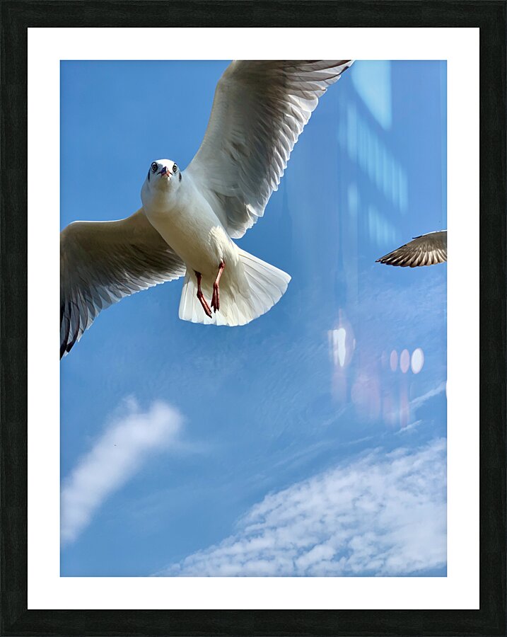 Seagull Look Picture Frame print