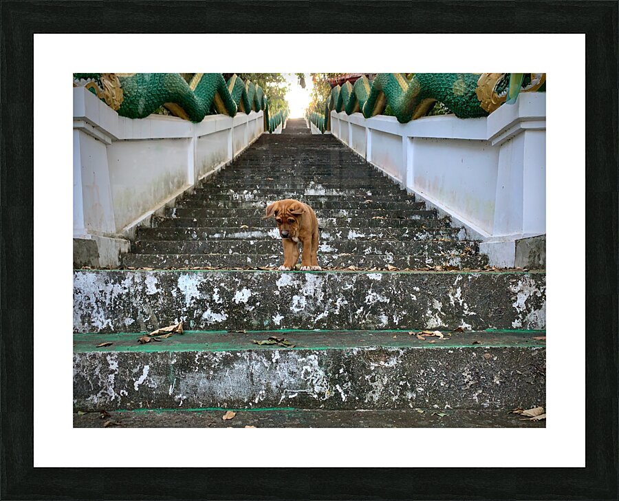Puppy Walking Down Picture Frame print