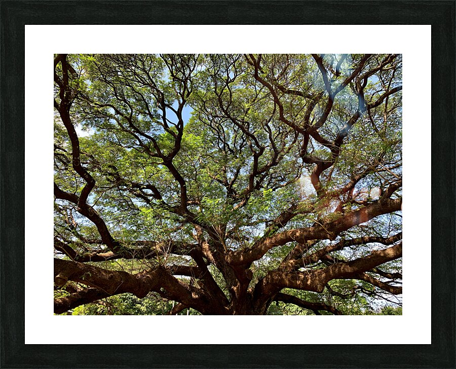 All the Branches Picture Frame print